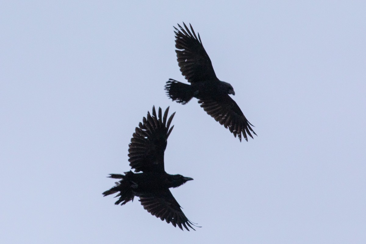 Common Raven - ML149467411