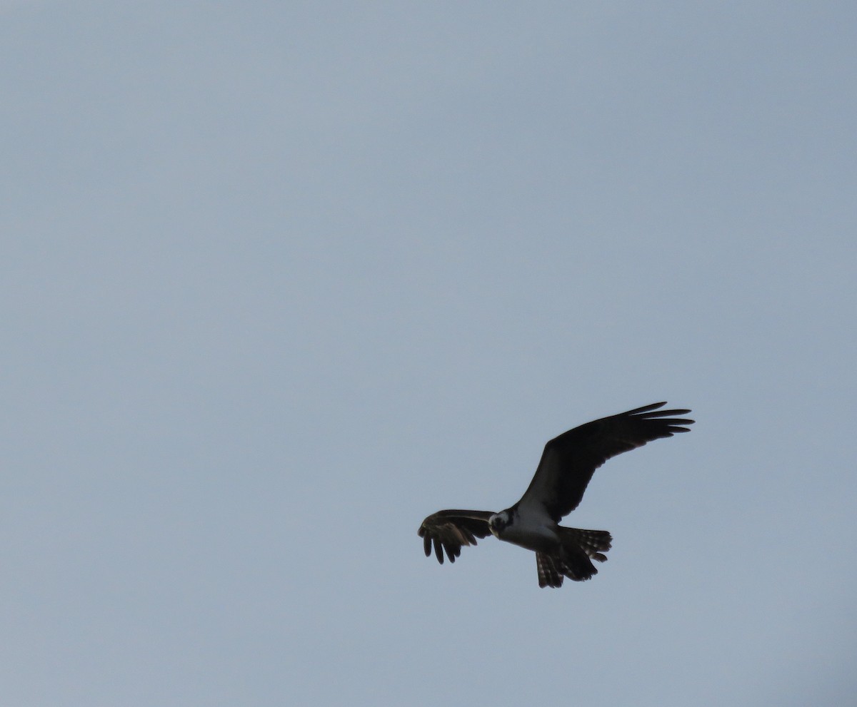 Osprey - ML149468211