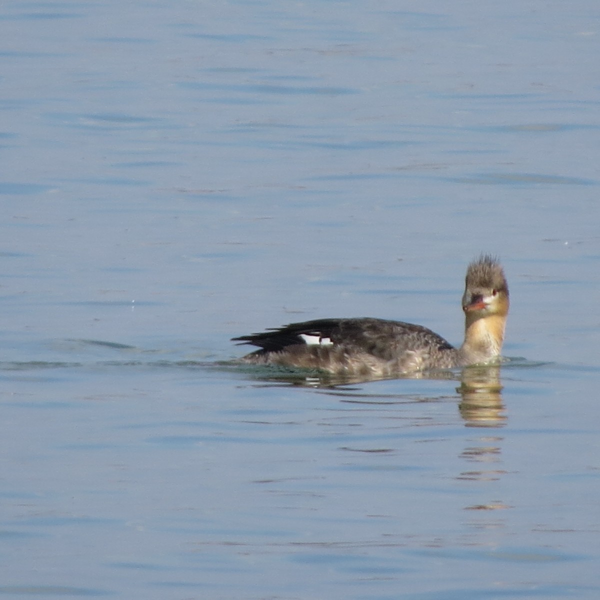 Red-breasted Merganser - ML149468431