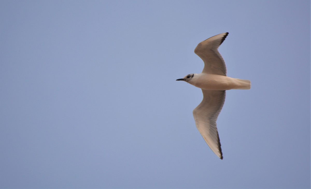 Bonaparte's Gull - Sam Greene