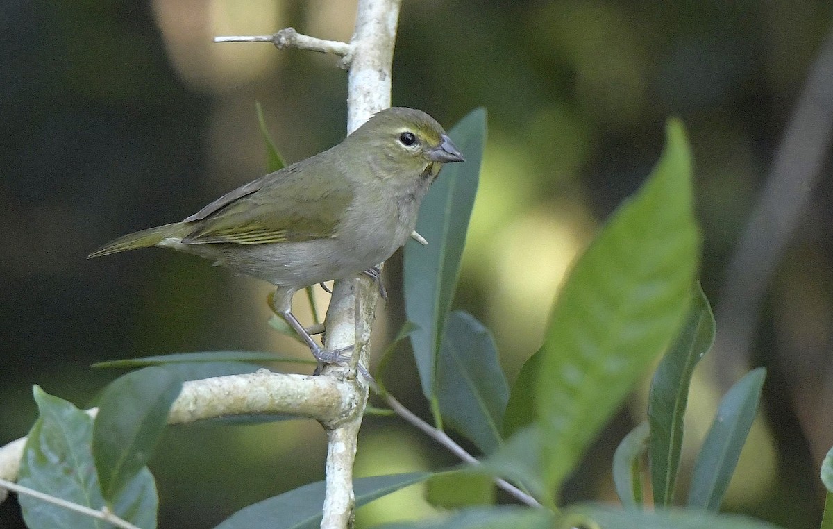 Yellow-faced Grassquit - Paul Arneson