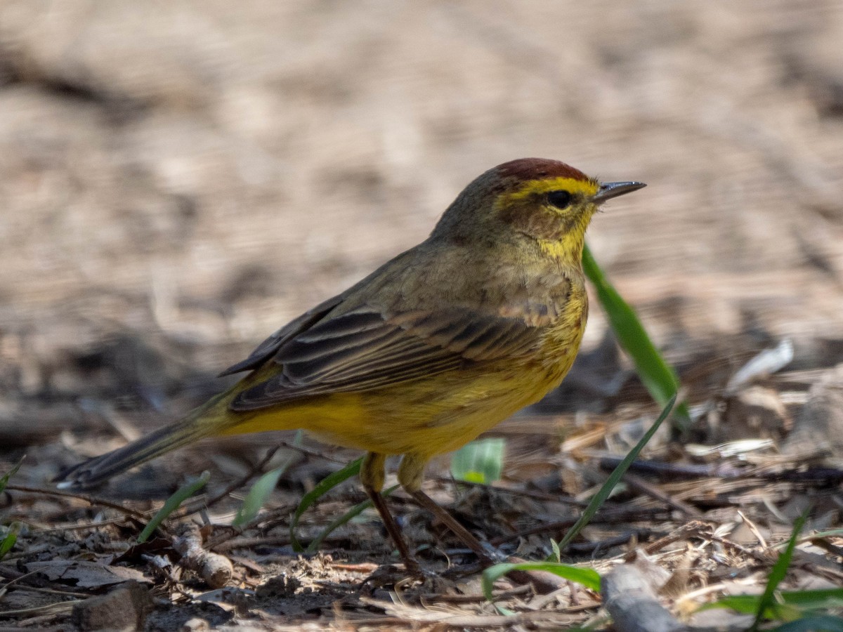 Palm Warbler - ML149472361