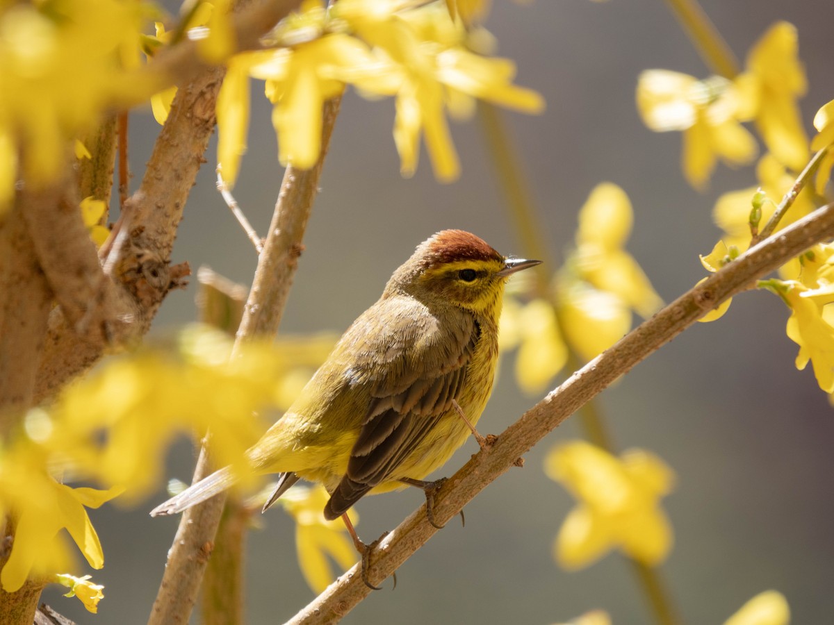 Palm Warbler - ML149472421