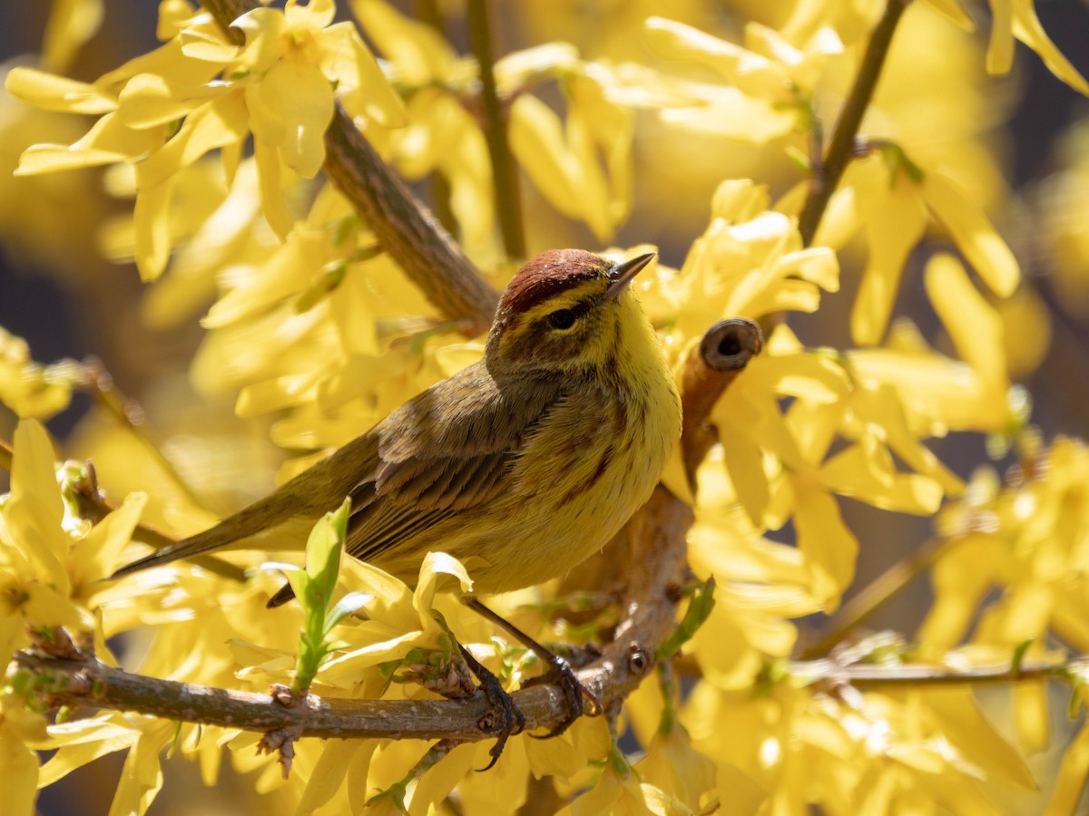 Palm Warbler - ML149472431