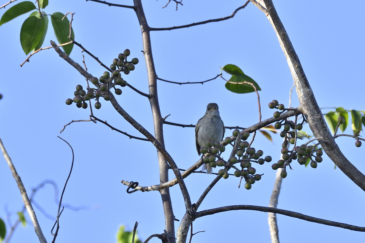 Caribbean Elaenia - Luis Guillermo