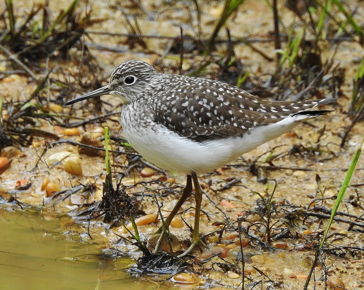 Solitary Sandpiper - ML149474851