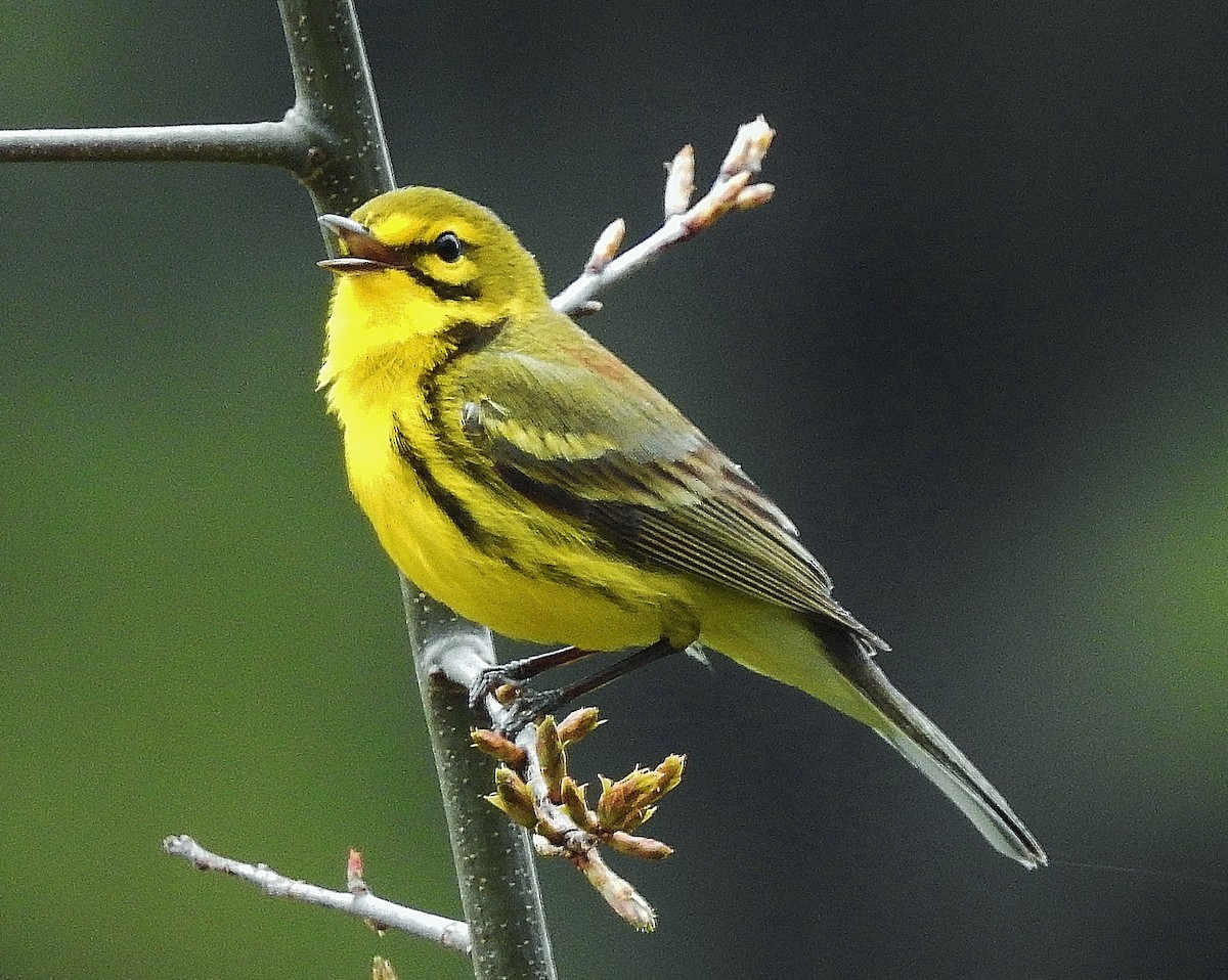 Prairie Warbler - ML149475361