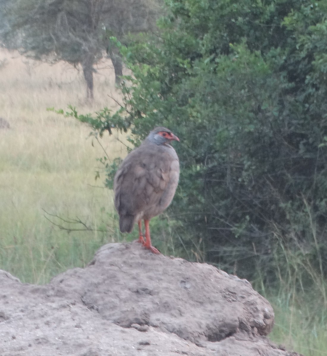 Red-necked Spurfowl - ML149475841