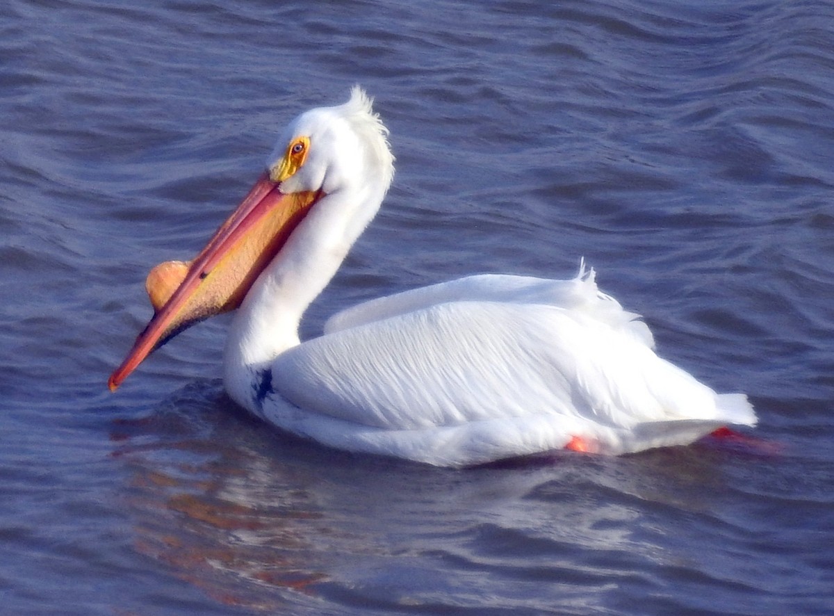 pelikán severoamerický - ML149476181