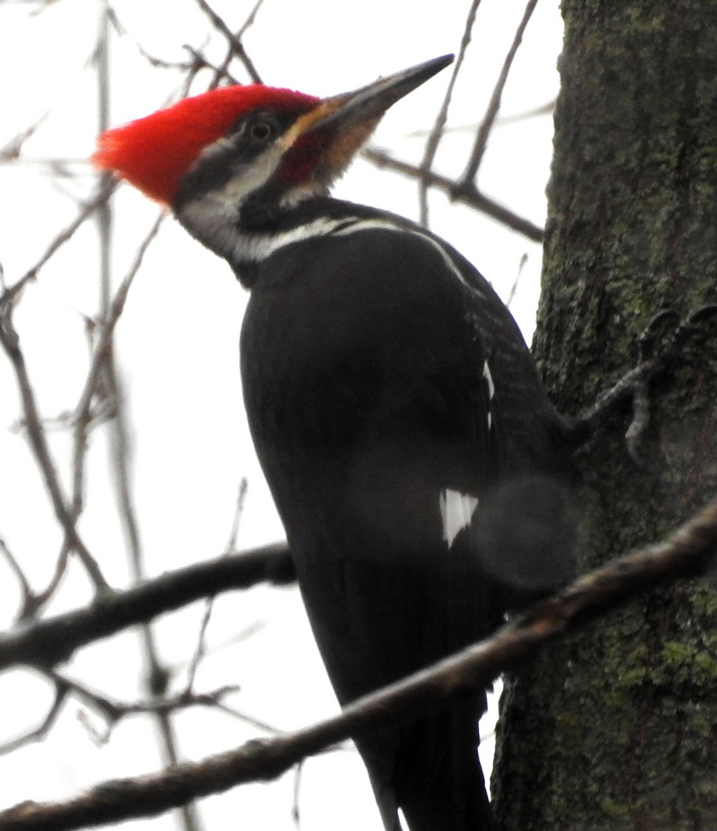 Pileated Woodpecker - Kimberley Roll