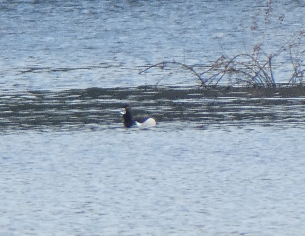 Ring-necked Duck - ML149478661