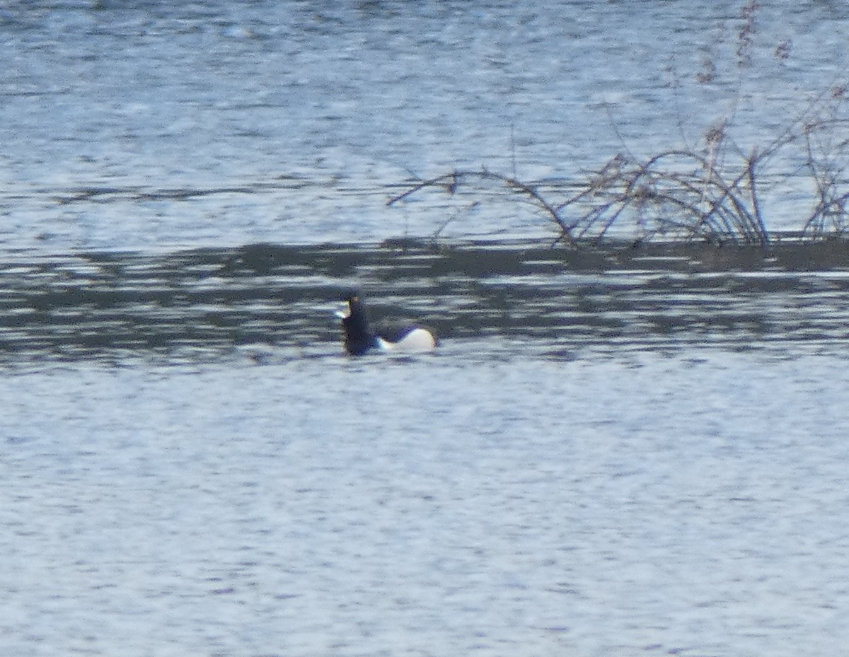 Ring-necked Duck - Richard  Zielinski