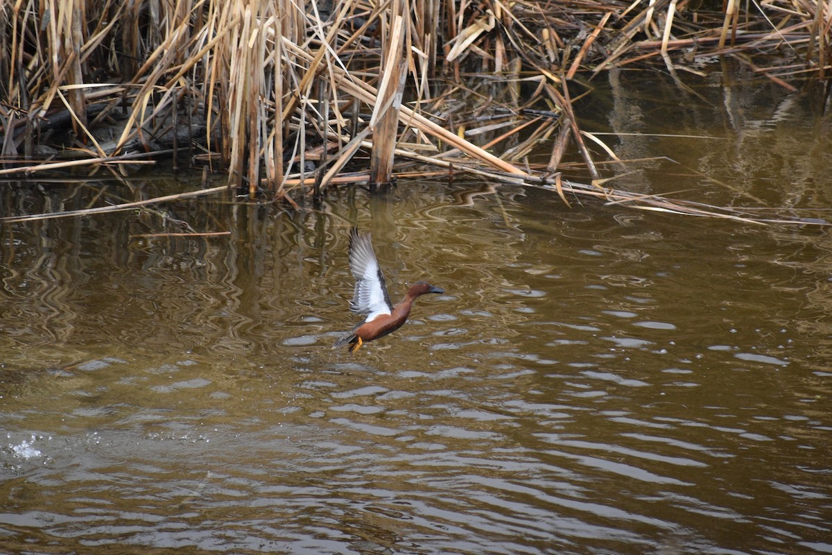 アカシマアジ - ML149478691