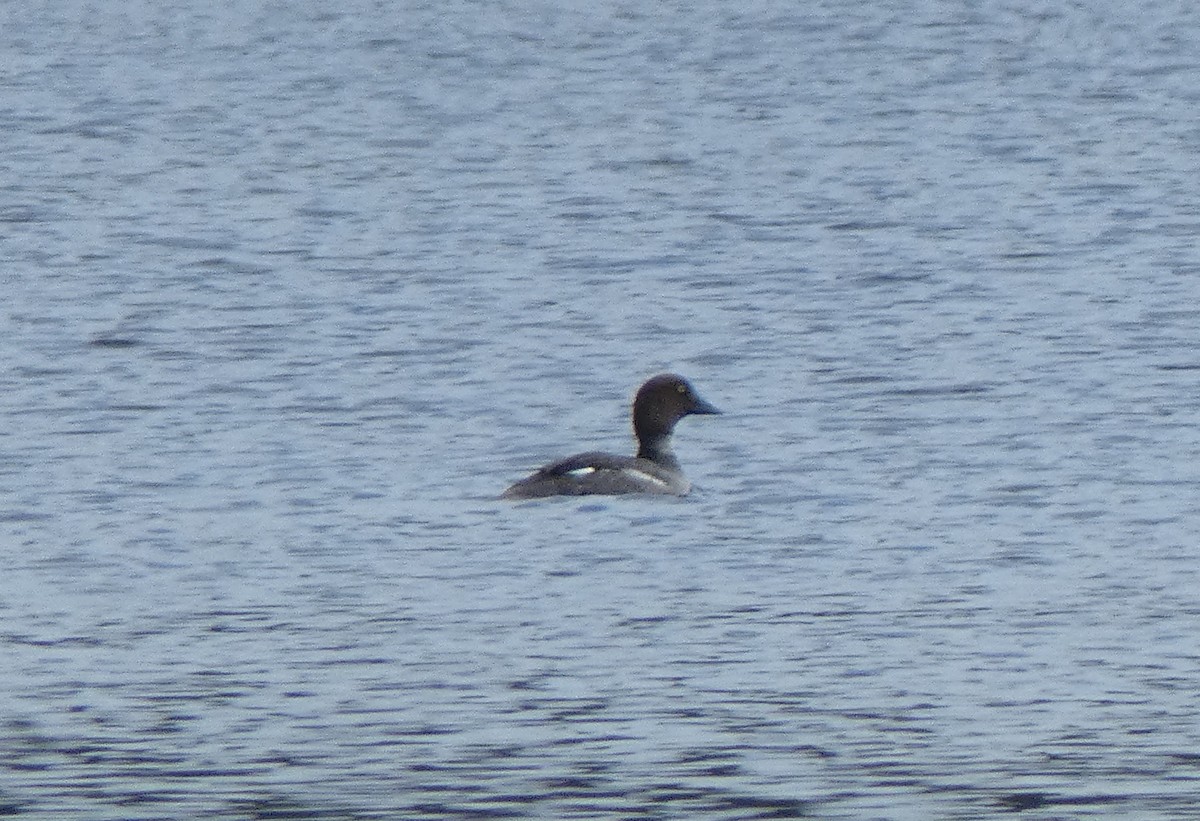 Common Goldeneye - ML149478861