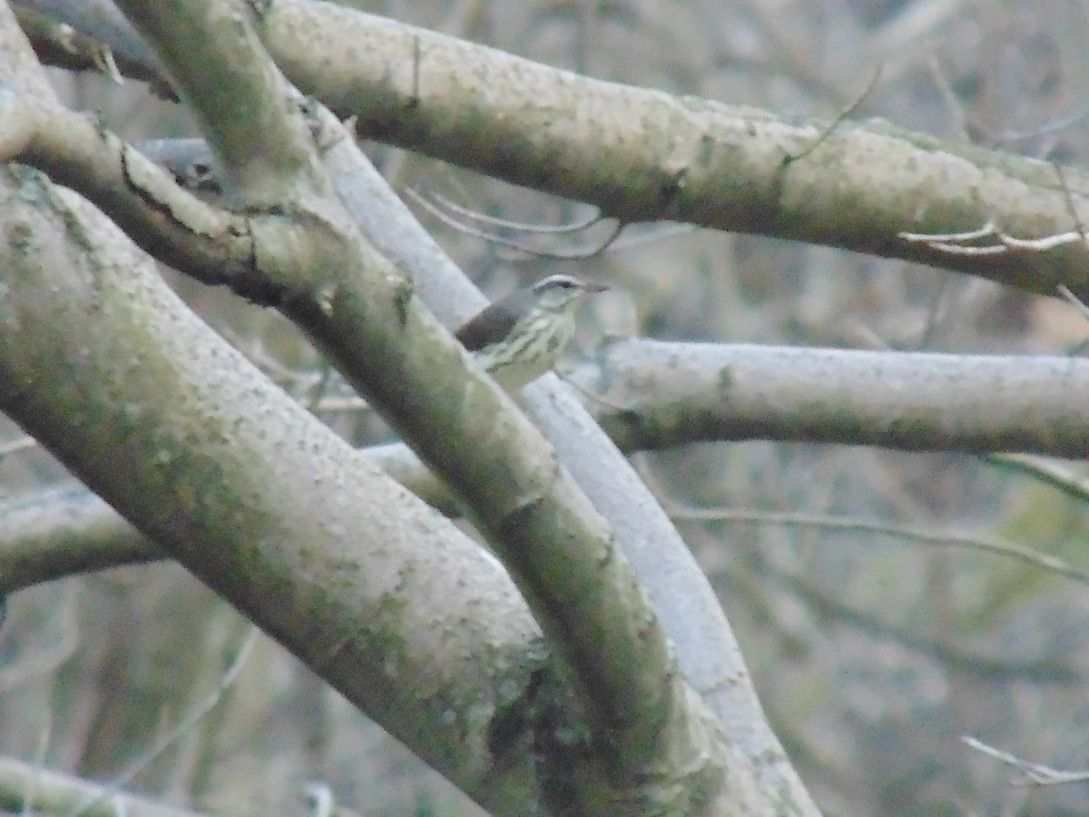 Louisiana Waterthrush - Matthew Juskowich