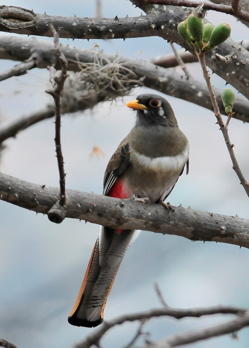 trogon krásný - ML149479561