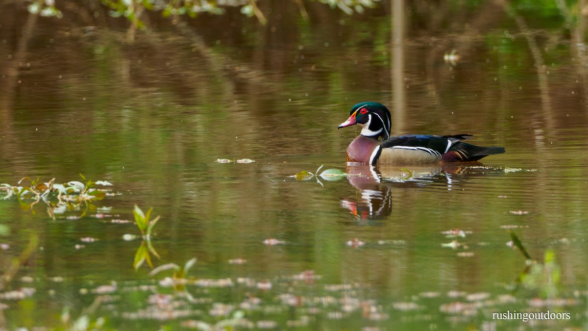 Wood Duck - Steve Rushing