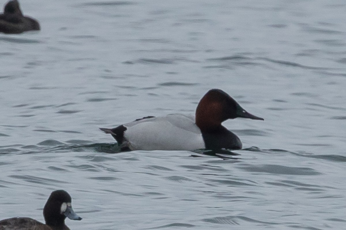 Canvasback - ML149479711