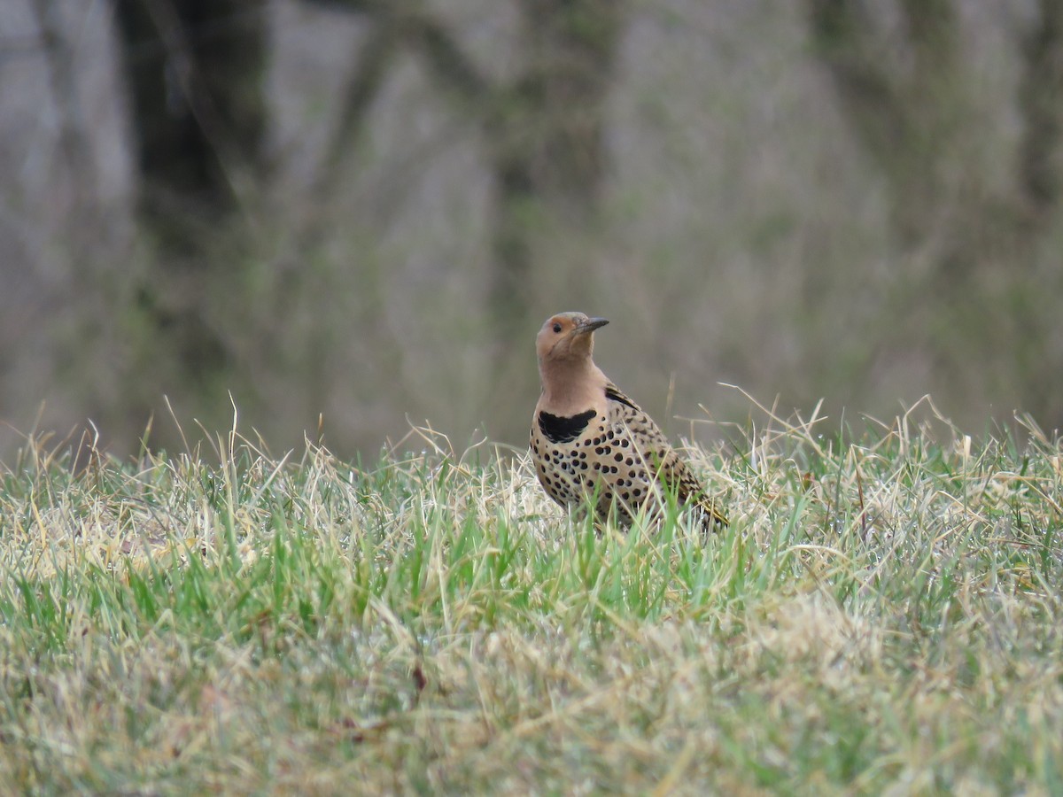 Northern Flicker (Yellow-shafted) - ML149479821