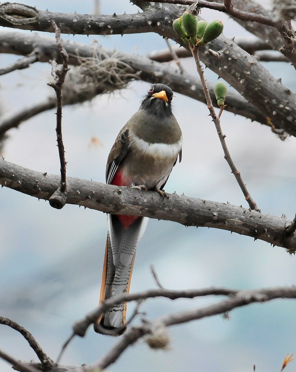 trogon krásný - ML149479951