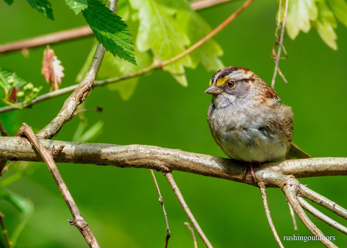 White-throated Sparrow - Steve Rushing