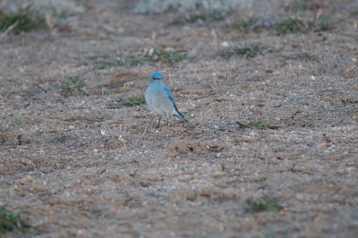 Mountain Bluebird - ML149480501