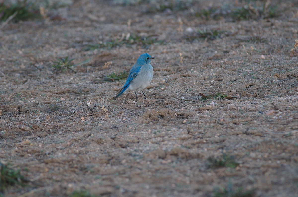 Mountain Bluebird - ML149480521