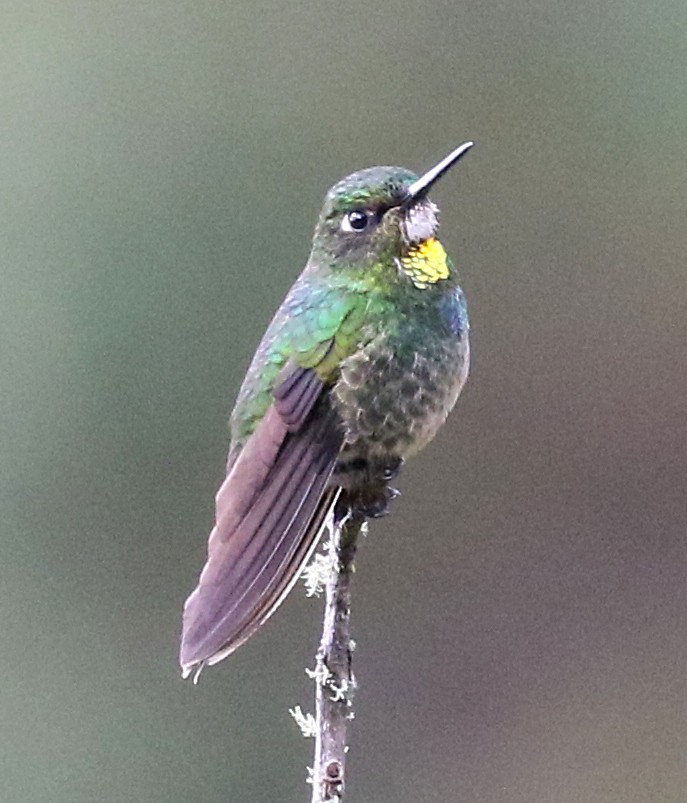 Colibrí Lucero - ML149481231