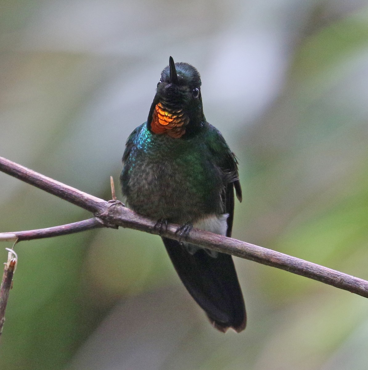 Colibrí Lucero - ML149482251