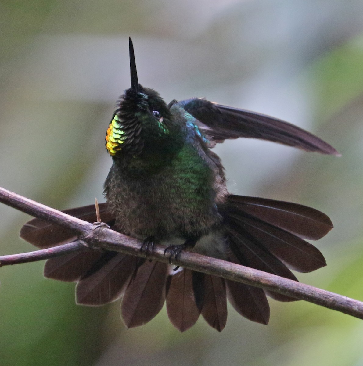 Colibrí Lucero - ML149482261