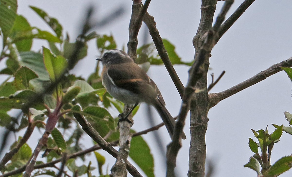 Rufous-breasted Chat-Tyrant - Charlotte Byers