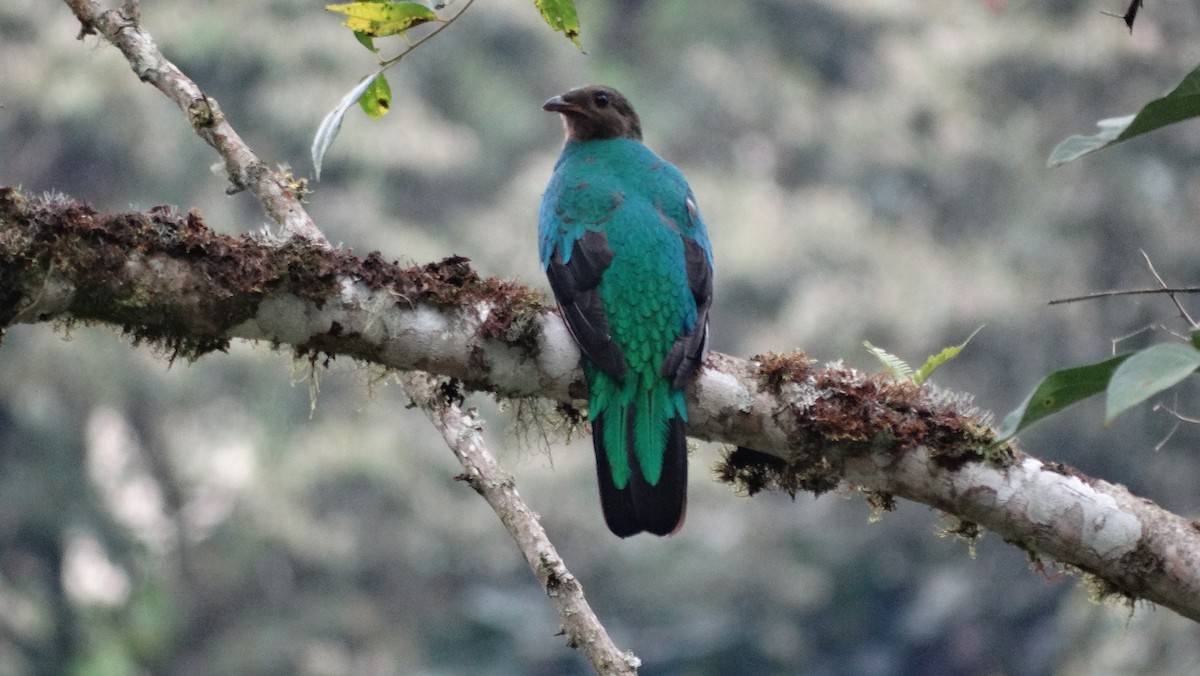 Quetzal Cabecidorado - ML149483061