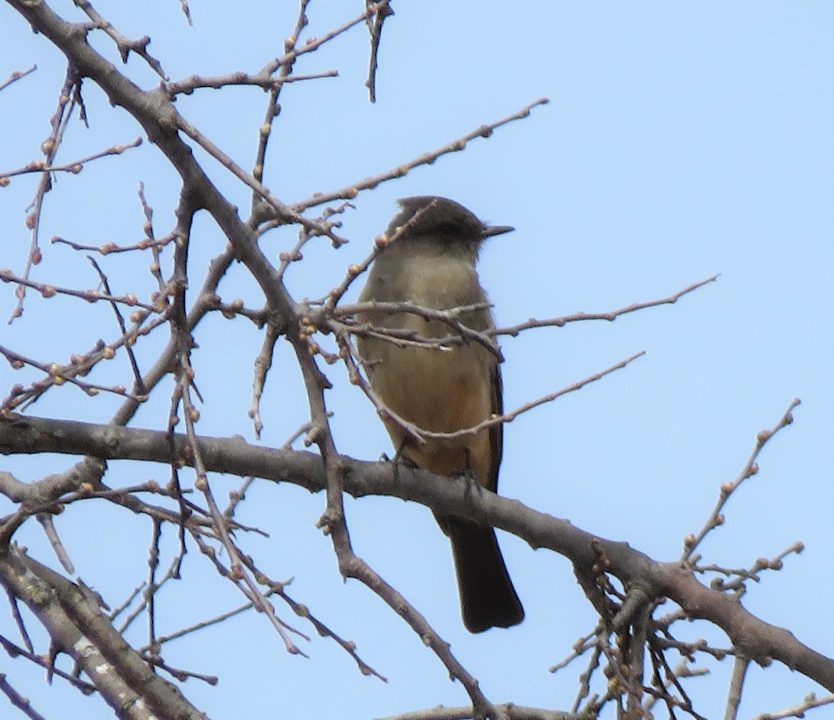 Say's Phoebe - ML149485081