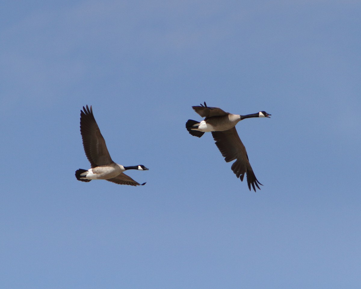 Canada Goose - ML149485291