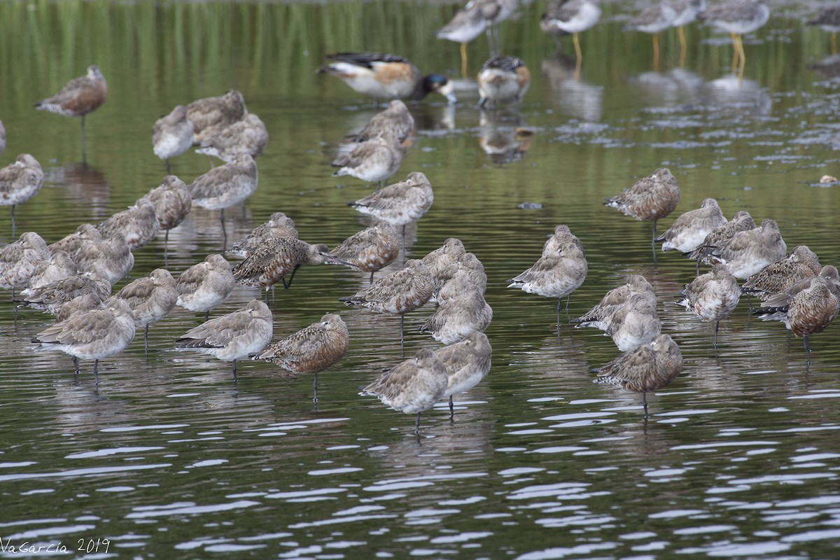 Hudsonian Godwit - ML149485531