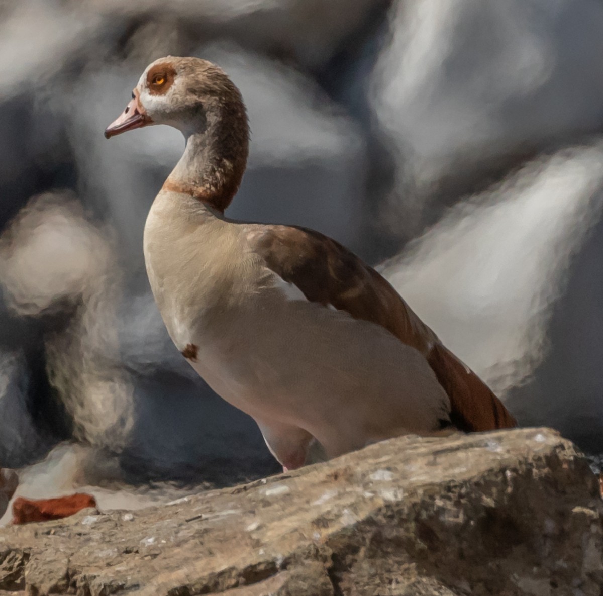 Nilgans - ML149485851