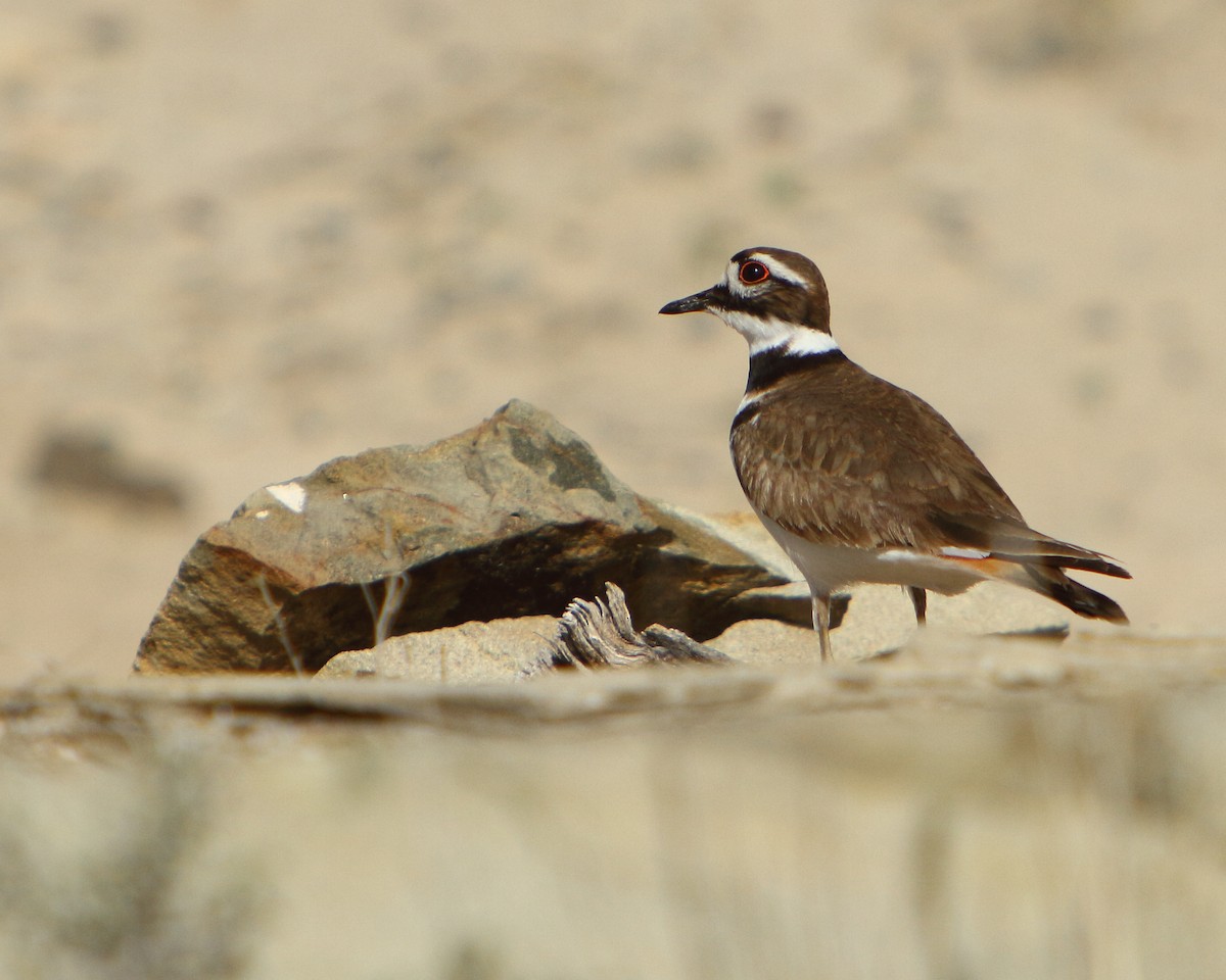 Killdeer - ML149485921