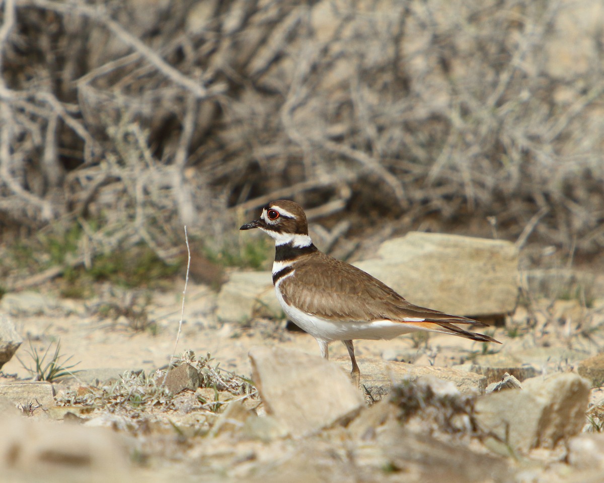 Killdeer - ML149486001