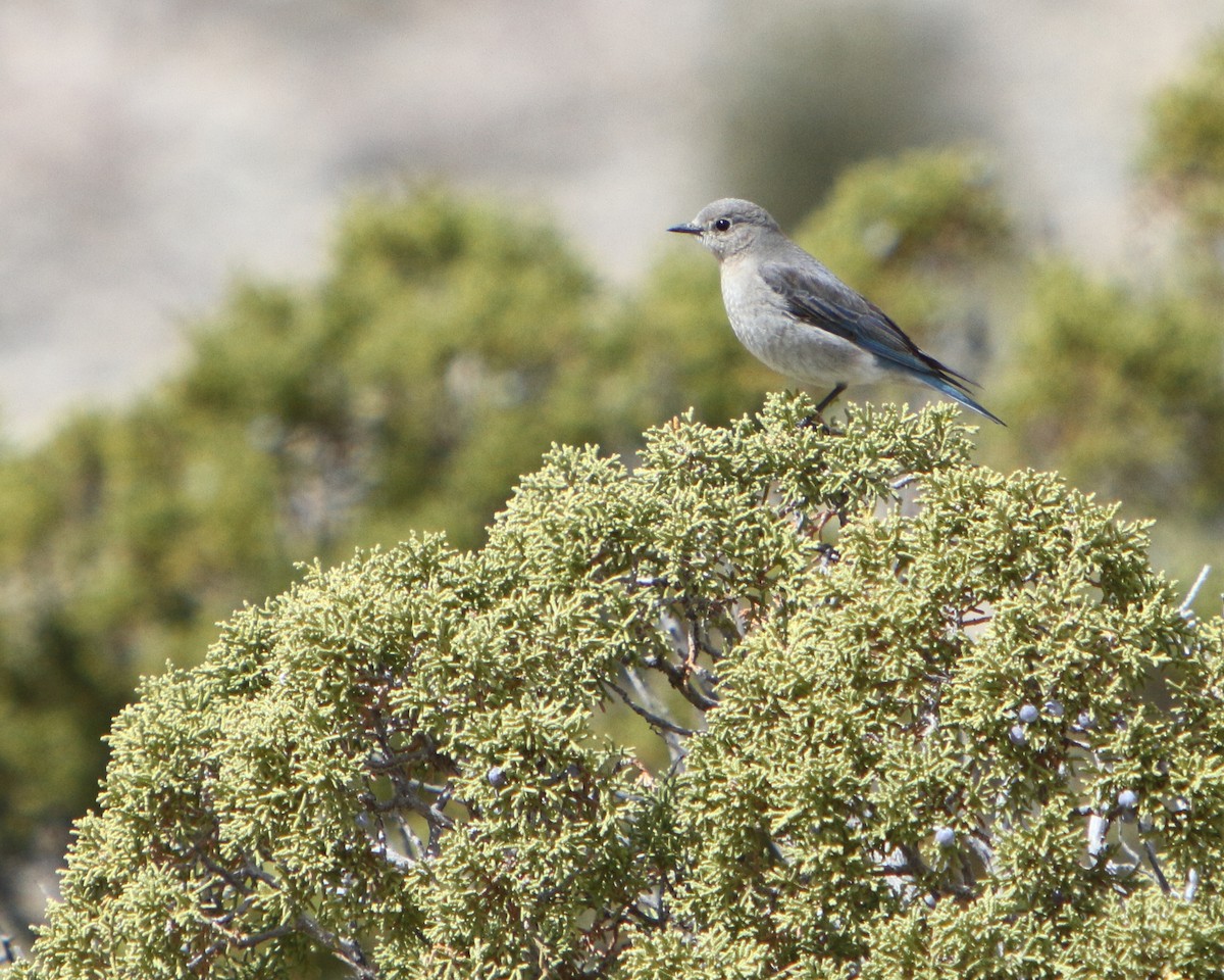 Mountain Bluebird - ML149486061