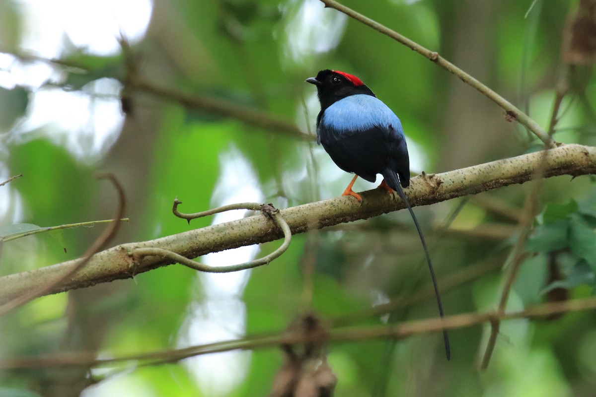 Long-tailed Manakin - Johan Chaves