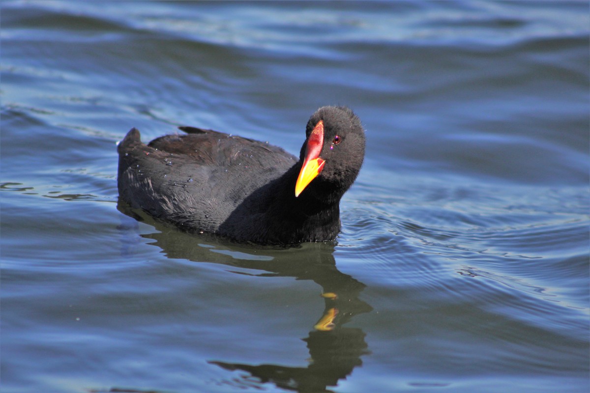 Red-fronted Coot - ML149487991