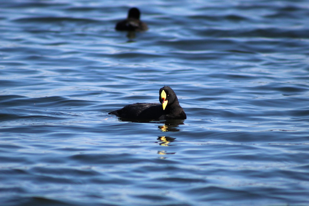 Red-gartered Coot - ML149488061