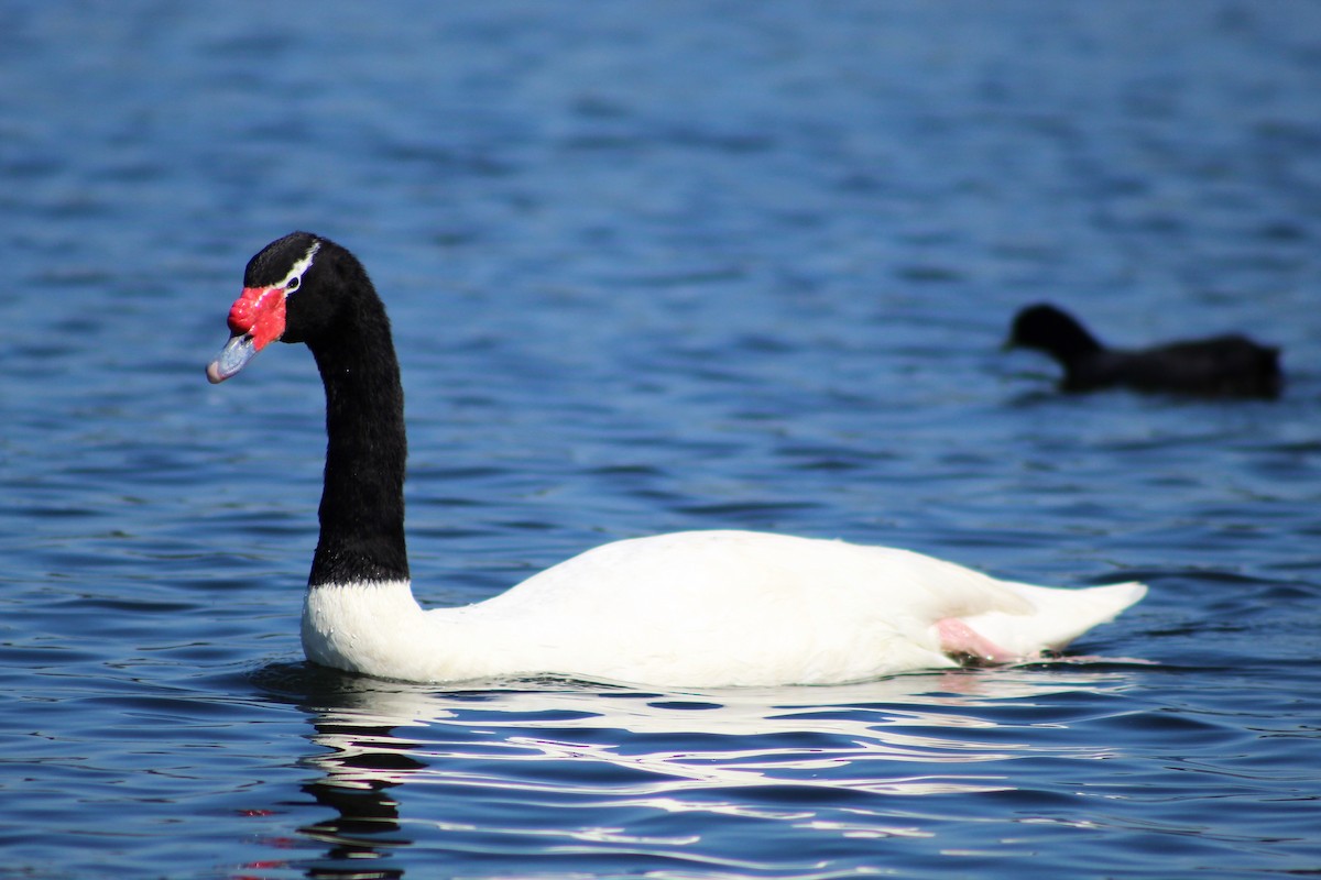 Black-necked Swan - ML149488191