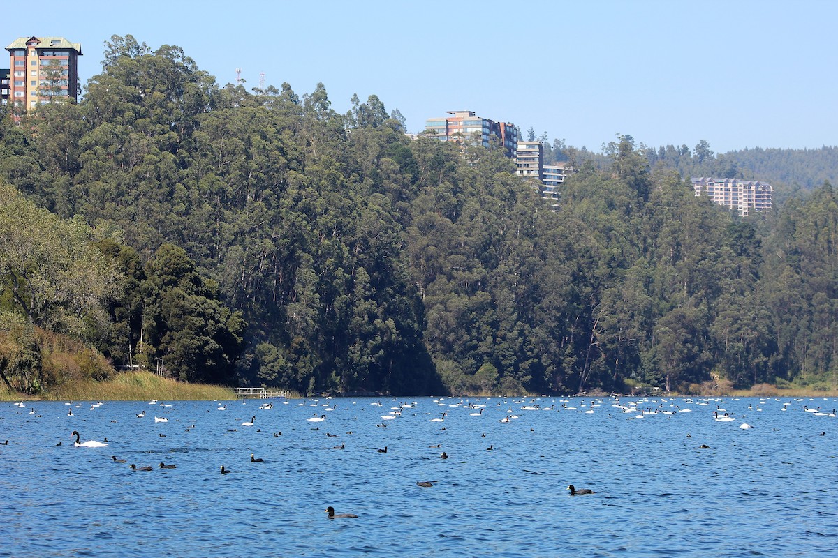 Black-necked Swan - ML149488351