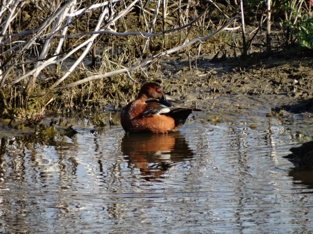 Cinnamon Teal - Heidi George