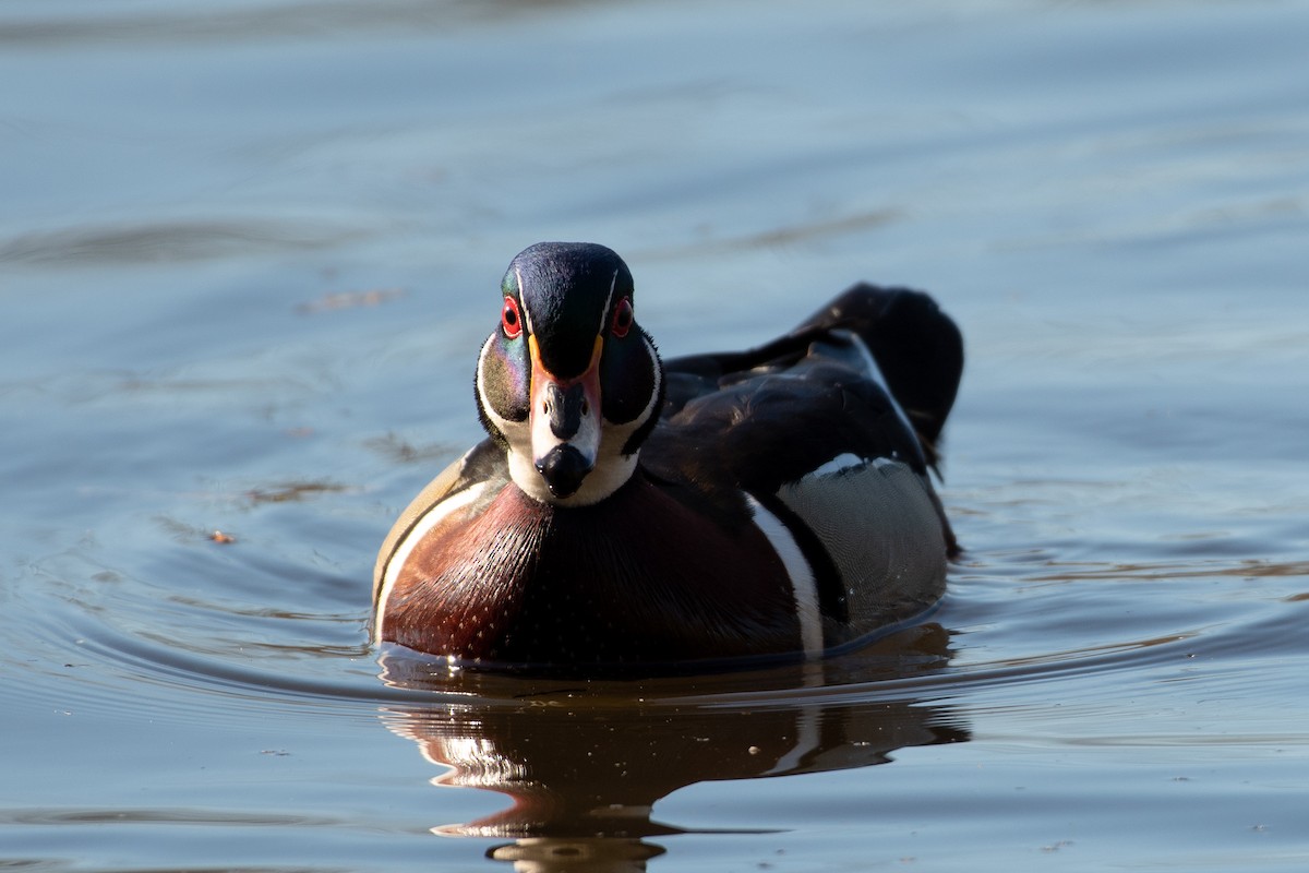 Wood Duck - ML149489701