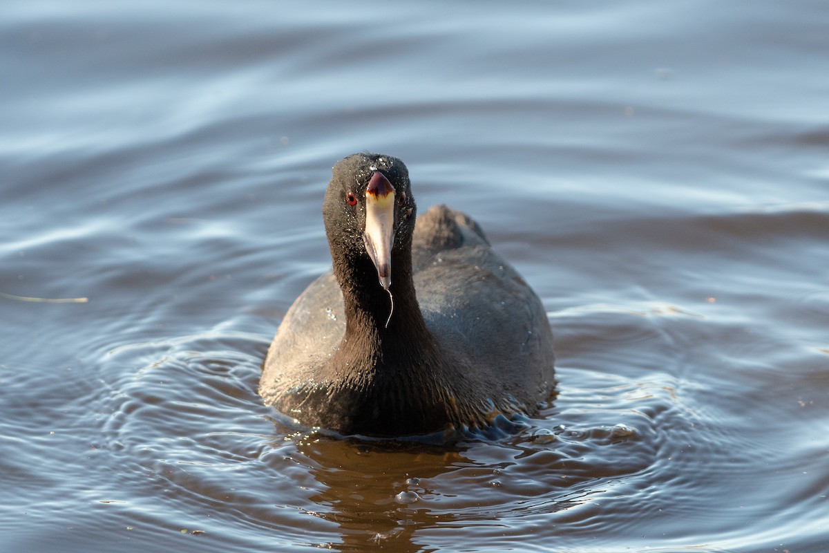 American Coot - JORDAN RUDD