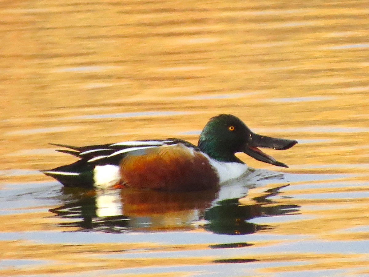 Northern Shoveler - ML149496741