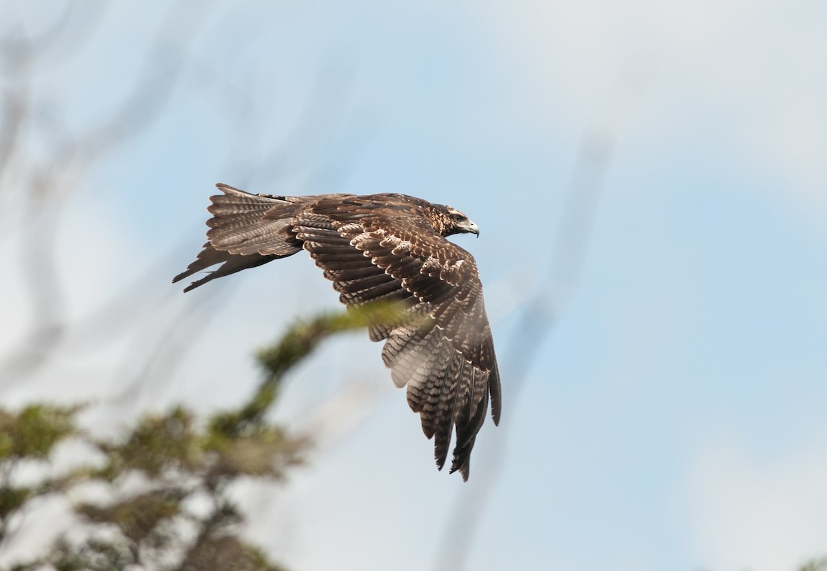 Black-chested Buzzard-Eagle - Ken Wright