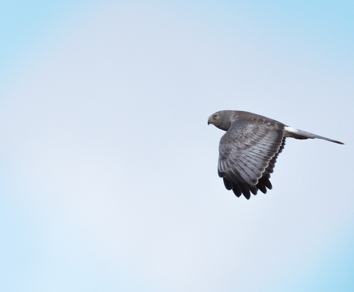 Northern Harrier - Steve Wickliffe